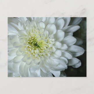 Chrysanthemum vykort