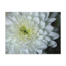 Chrysanthemum vykort