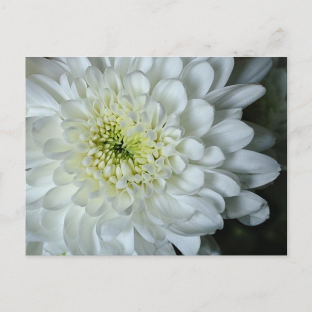 Chrysanthemum vykort (Framsida)