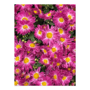 Chrysanthemums Blooming in Autumn Fototryck