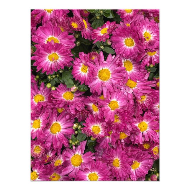Chrysanthemums Blooming in Autumn Fototryck (Framsidan)