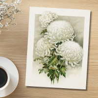 Chrysanthemums - Elegant Vintage botanik