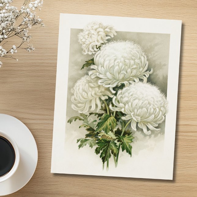 Chrysanthemums - Elegant Vintage botanik Vykort (Skapare uppladdad)