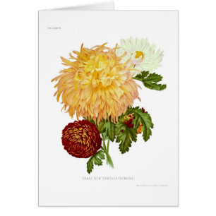 Chrysanthemums Hälsningskort
