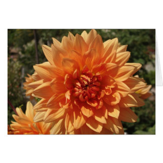 Chrysanthemums OBS Kort