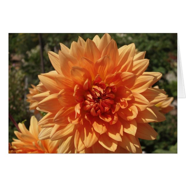 Chrysanthemums OBS Kort (Framsidan Horizontal)