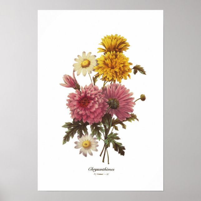 Chrysanthemums Poster (Framsidan)
