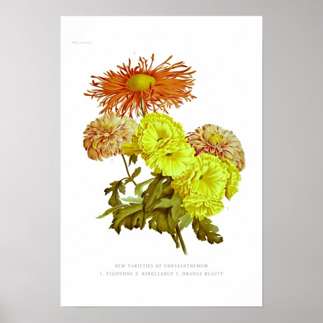 Chrysanthemums Poster (Framsidan)