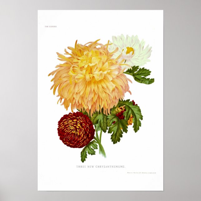 Chrysanthemums Poster (Framsidan)