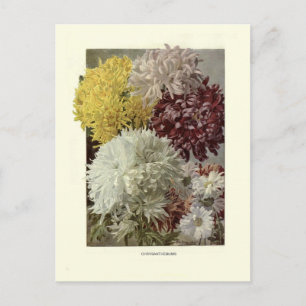 Chrysanthemums Vykort