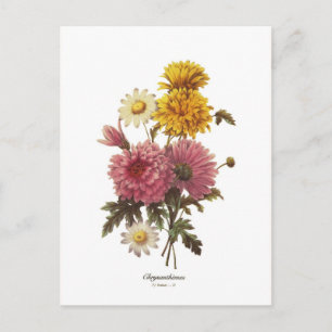 Chrysanthemums Vykort