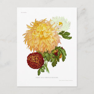 Chrysanthemums Vykort