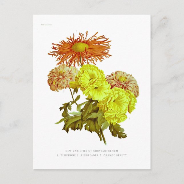 Chrysanthemums Vykort (Framsida)