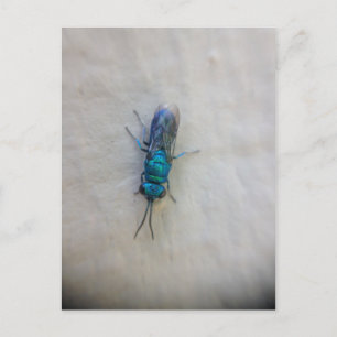 Chrysididae - cuckowasp vykort