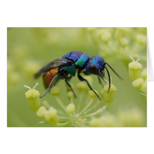 Chrysis austriaca hälsningskort (Framsidan Horizontal)