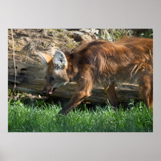 Chrysocyon brachyurus poster (Framsidan)