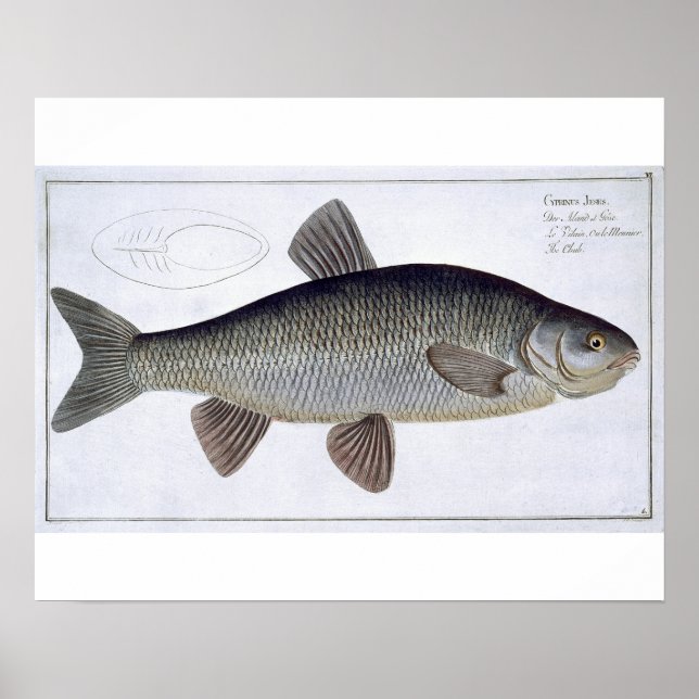 Chub (Cyprinus Jeses) plate VI från "Ichthyologie, Poster (Framsidan)