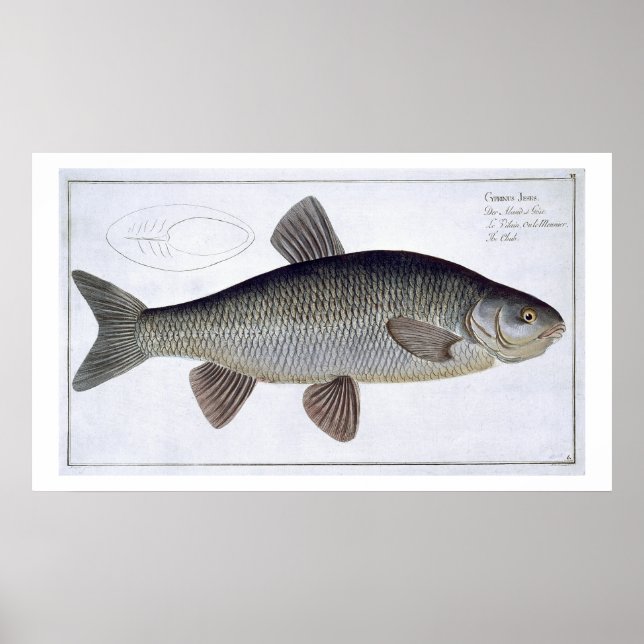 Chub (Cyprinus Jeses) plate VI från "Ichthyologie, Poster (Framsidan)