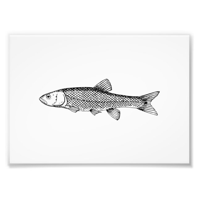 Chub Fish Teckning Fototryck (Framsidan)