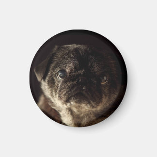 Chubbar Wampug Black på Black Magnet