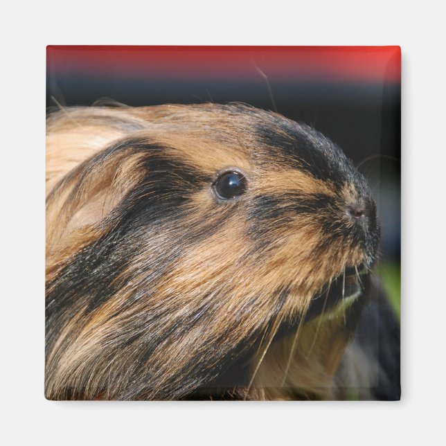 Chubbles Magnet (Framsidan)