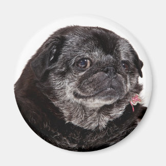 Chubbs Wampug Magnet