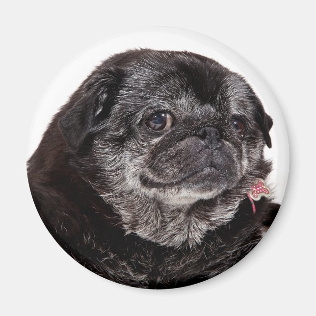 Chubbs Wampug Magnet (Framsidan)