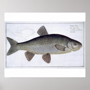 Chuben (Cyprinus Jeses) pläterar VI från Poster
