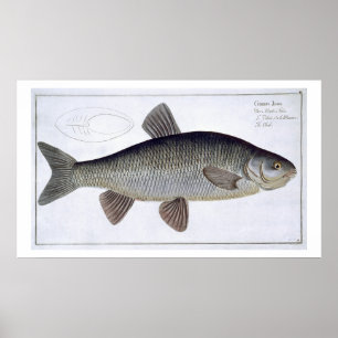 Chuben (Cyprinus Jeses) pläterar VI från Poster