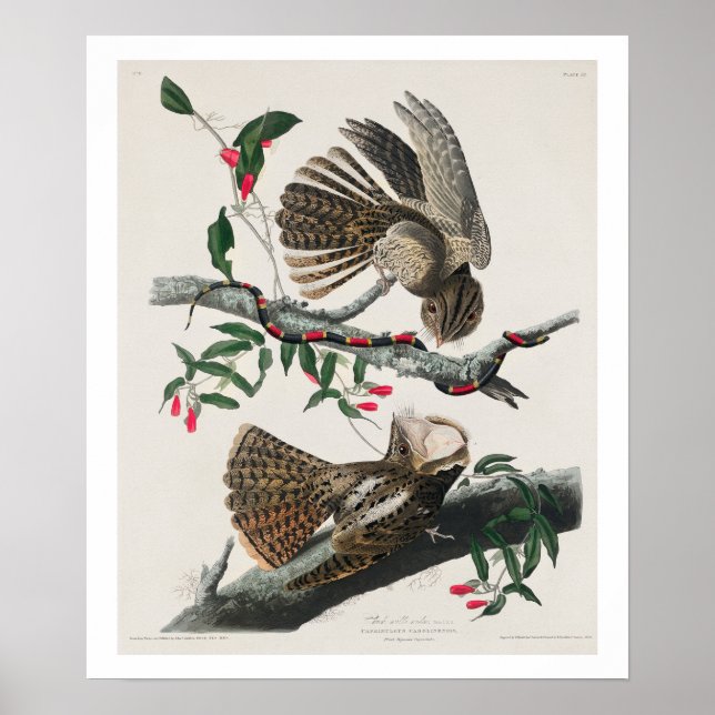 Chuck-will-fönster by Audubon Poster (Framsidan)