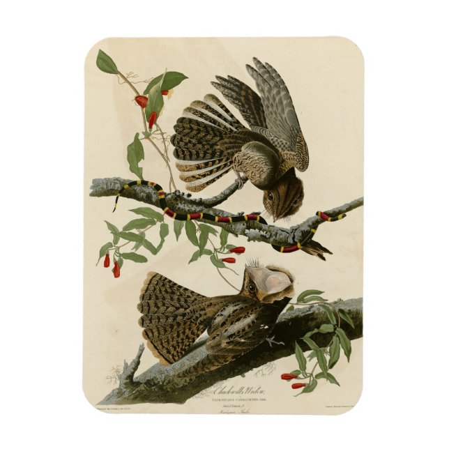 Chuck-will's Widow - Audubon's Birds of America Magnet (Vertikal)