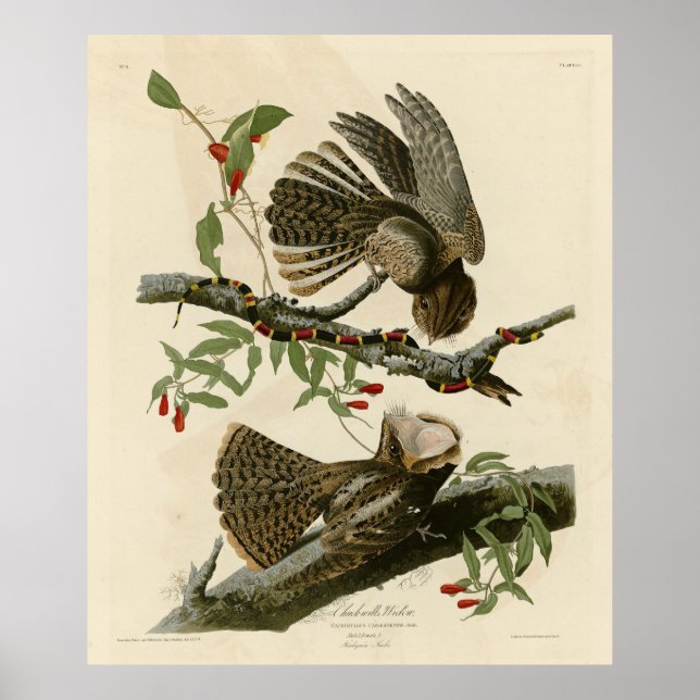 Chuck-will's Widow - Audubon's Birds of America Poster (Framsidan)