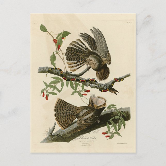 Chuck-will's Widow - Audubon's Birds of America Vykort (Framsida)