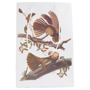 Chuck Will's Widow Nightjar med koral Snake