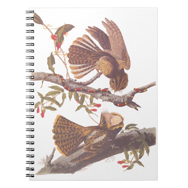 Chuck Will's Widow Nightjar med koral Snake Anteckningsbok (Framsidan)