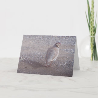 Chukar julkort helgkort