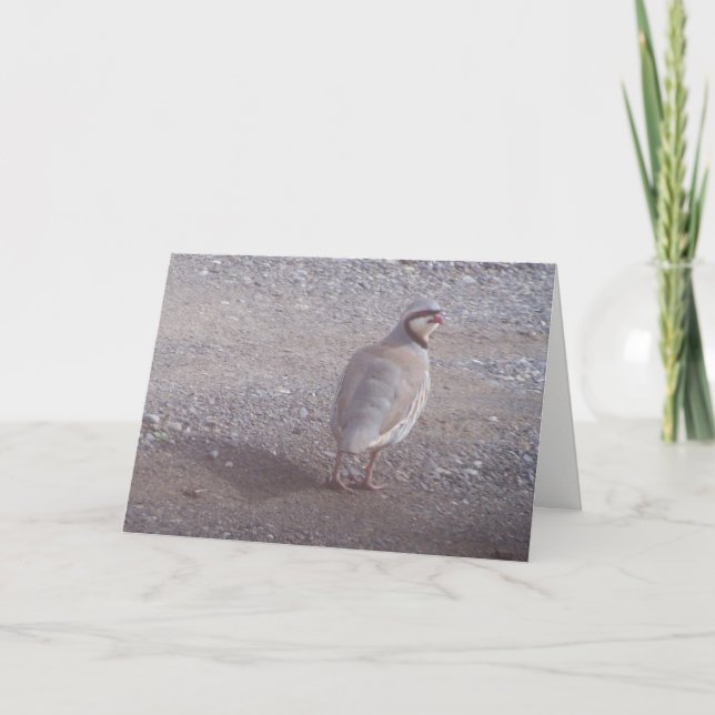 Chukar julkort helgkort (Framsida)