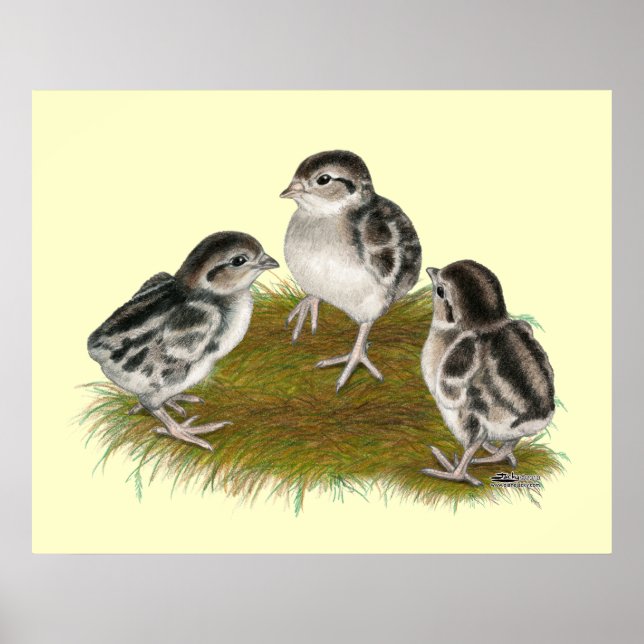 Chukar Partridge Chicks Poster (Framsidan)