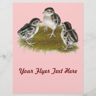 Chukar Partridge Chicks Reklamblad