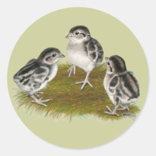 Chukar Partridge Chicks Runt Klistermärke