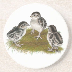 Chukar Partridge Chicks Underlägg