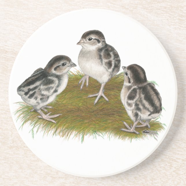 Chukar Partridge Chicks Underlägg (Framsidan)