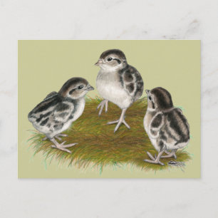 Chukar Partridge Chicks Vykort