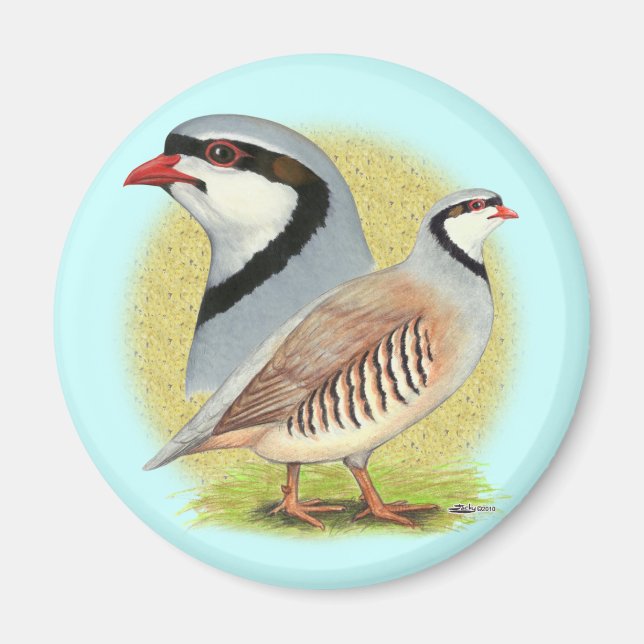 Chukar Partridge Combo Magnet (Framsidan)