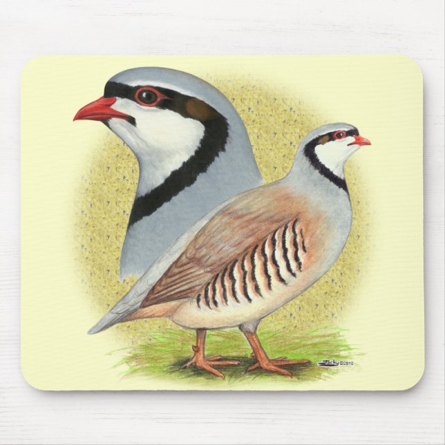 Chukar Partridge Combo Musmatta (Framsidan)