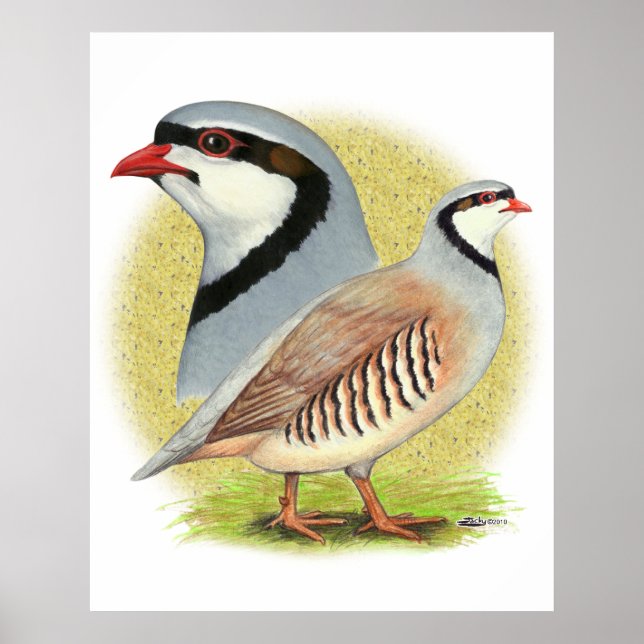 Chukar Partridge Combo Poster (Framsidan)