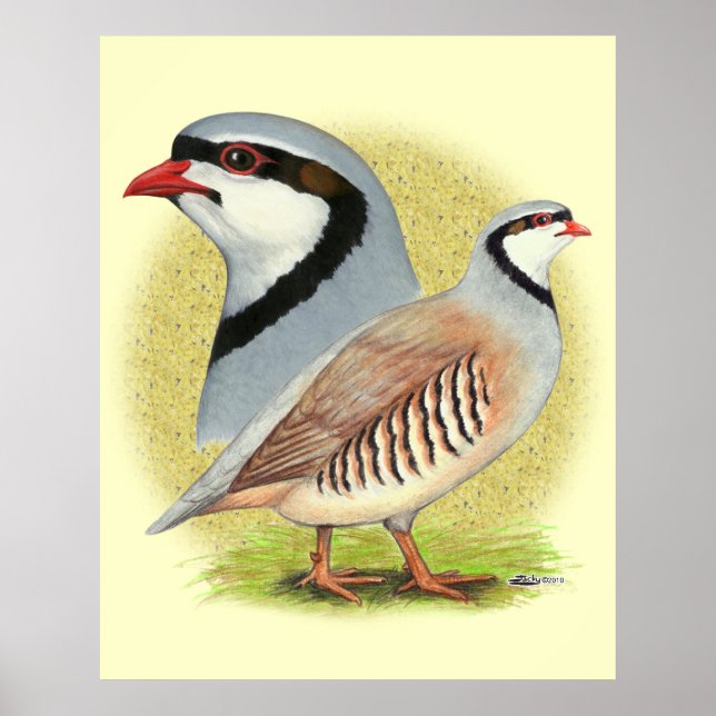 Chukar Partridge Combo Poster (Framsidan)