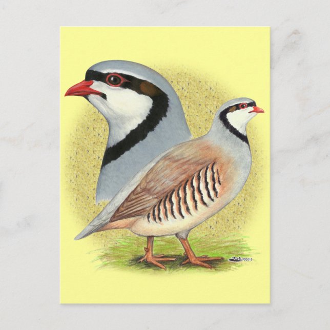 Chukar Partridge Combo Vykort (Framsida)