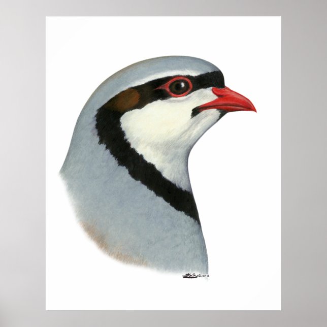 Chukar: Partridge Head Poster (Framsidan)