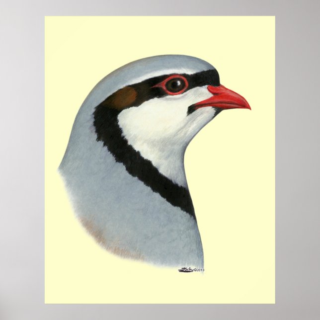 Chukar: Partridge Head Poster (Framsidan)